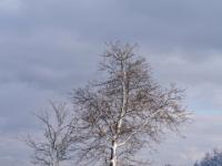 Zwei alleinstehende Bäume in der Winterlandschaft